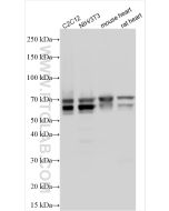 Keap1 Polyclonal antibody 31197-1-AP proteintech