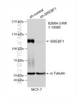 SREBF1 Recombinant monoclonal antibody Proteintech  82684-3-RR