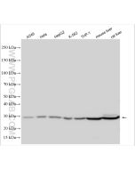 GATD3/C21orf33 Polyclonal antibody 32198-1-AP proteintech