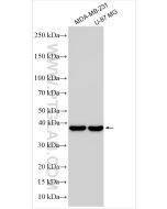 FAM50B Polyclonal antibody 32562-1-AP proteintech