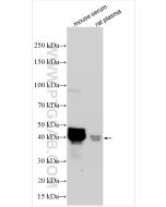 Complement factor D Polyclonal antibody 32675-1-AP proteintech