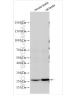 C3orf22 Polyclonal antibody 32918-1-AP proteintech