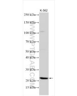 RBM18 Polyclonal antibody 32924-1-AP proteintech