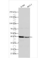 C9orf114 Polyclonal antibody 33571-1-AP proteintech