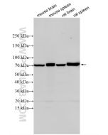 CXCR4/CD184 Polyclonal antibody 33828-1-AP proteintech