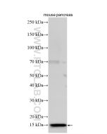REG3G Polyclonal antibody 33895-1-AP proteintech
