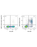 Anti-Rabbit CD27 Mouse Recombinant Antibody Proteintech  98309-8-MR