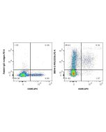 Anti-Mouse CD39 Rabbit Recombinant Antibody Proteintech  98544-2-RR