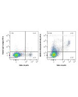 Anti-Mouse CD36 Rabbit Recombinant Antibody Proteintech  98350-2-RR