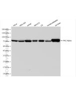 PKC Alpha Recombinant monoclonal antibody Proteintech  83840-5-RR