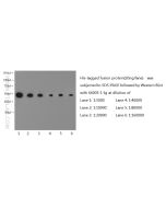 6*His, His-Tag Monoclonal antibody Proteintech  66005-1-Ig