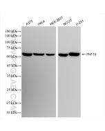 PHF19 Recombinant monoclonal antibody Proteintech  83892-3-RR