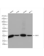 NQO1 Polyclonal antibody Proteintech  11451-1-AP