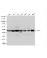 MAEA Recombinant monoclonal antibody Proteintech  83267-2-RR