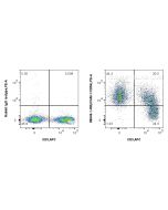 Anti-Mouse ICAM-1/CD54 Rabbit Recombinant Antibody Proteintech  98049-1-RR