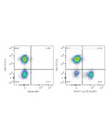 Anti-Human CD19 (4G7) Proteintech  65197-1-Ig