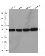 GRP75 Polyclonal antibody Proteintech  14887-1-AP