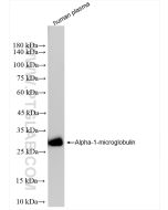 Alpha-1-microglobulin Recombinant monoclonal antibody Proteintech  83678-3-RR