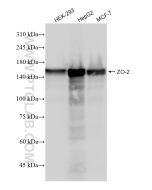ZO-2 Recombinant monoclonal antibody Proteintech  83111-4-RR