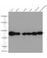 HSP90 Polyclonal antibody Proteintech  11405-1-AP