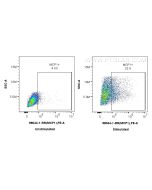 Anti-Human MCP-1/CCL2 Rabbit Recombinant Antibody Proteintech  98044-1-RR