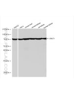 URAT1 Recombinant monoclonal antibody Proteintech  82964-1-RR