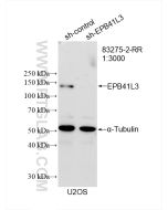 EPB41L3 Recombinant monoclonal antibody Proteintech  83275-2-RR