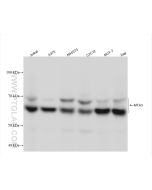MTA3 Recombinant monoclonal antibody Proteintech  83042-3-RR