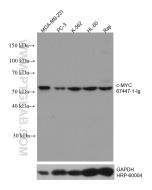 c-MYC Monoclonal antibody Proteintech  67447-1-Ig