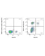 Anti-Rabbit CD3 Mouse Recombinant Antibody Proteintech  98349-1-MR