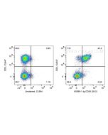Anti-Human CD28 (CD28.2) Proteintech  65099-1-Ig
