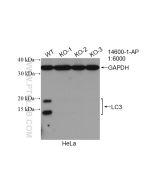 LC3 Polyclonal antibody Proteintech  14600-1-AP
