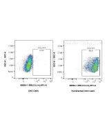 Anti-Human CCL14 Rabbit Recombinant Antibody Proteintech  98554-1-RR