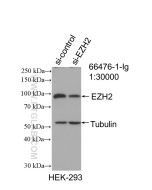 EZH2 Monoclonal antibody Proteintech  66476-1-Ig