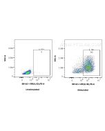Anti-Human IL-1 beta Rabbit Recombinant Antibody Proteintech  98142-1-RR