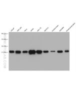 Histone H3 Monoclonal antibody Proteintech  68345-1-Ig