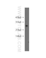 Connexin-26 Polyclonal antibody 51037-2-AP proteintech