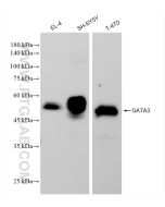 GATA3 Recombinant monoclonal antibody Proteintech  83808-1-RR