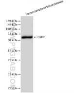CMIP Recombinant monoclonal antibody Proteintech  83381-1-RR