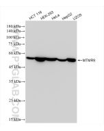 MTMR9 Recombinant monoclonal antibody Proteintech  83694-4-RR