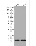 Thioredoxin Polyclonal antibody Proteintech  14999-1-AP
