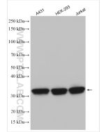 HuR/ELAVL1 Polyclonal antibody Proteintech  11910-1-AP