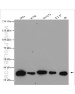 Annexin V Polyclonal antibody Proteintech  11060-1-AP