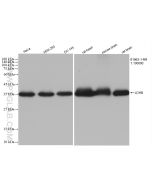 LDHB Recombinant monoclonal antibody Proteintech  81963-1-RR