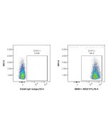 Anti-Human GYPC Rabbit Recombinant Antibody Proteintech  98584-1-RR