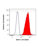GNAT1 Polyclonal antibody 55167-1-AP proteintech