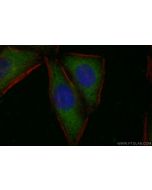 SLCO2B1 Polyclonal antibody 55180-1-AP proteintech