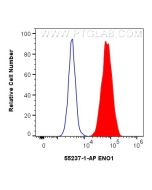 ENO1 Polyclonal antibody 55237-1-AP proteintech