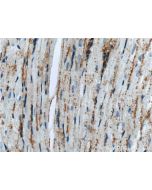 TMEM181 Polyclonal antibody 55411-1-AP proteintech