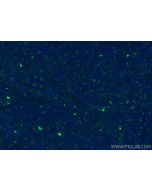 CD169 Polyclonal antibody 55427-1-AP proteintech
